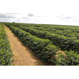 Brazil Cerrado 17/18