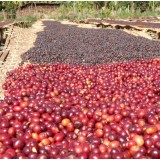 Ethiopia Natural Sidamo Guji