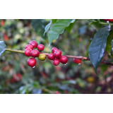 Ethiopia Washed Guji