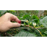 Sumatra Mandheling