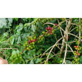 Sumatra Mandheling