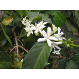Decaf Colombia