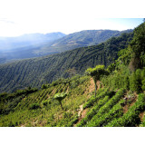 Decaf Colombia