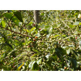 58866 Ethiopia Queen City Harrar