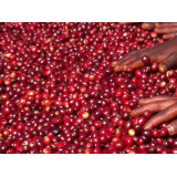 58866 Ethiopia Queen City Harrar